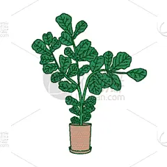 锅,叶子,无花果树,无花果,小提琴,华丽的,花盆,直的,植物群,生长