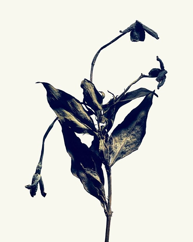 09:27:13枯萎之美flower罂粟花开了同采自cnu