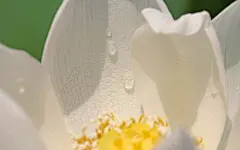 荷花写真高清壁纸桌面壁纸3