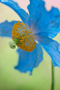 Meconopsis betonicifolia Franch. 藿香叶绿绒蒿