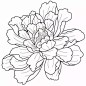 1000幅花卉线稿资料，拿去临摹学画