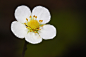 strawberry-flower-5262769_1280