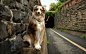 General 2560x1600 dog animals road tunnel australian shepherd