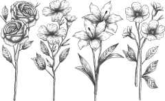 手绘素描花卉植物花朵元素铅笔画复古黑白