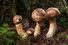 D54sjvHe采集到纹理/背景