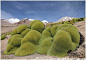 丛生小鹰芹（Azorella compacta）这玩意儿远看完全就是一坨坨的史莱姆，近看又让人密恐发作……真是太不友好了 ​​​​