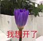 豆瓣