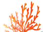 海底世界珊瑚海藻海草