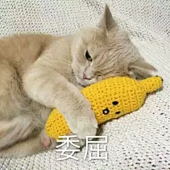 猫咪表情包 | 宝宝别生气啦～ - 小红书