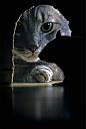 猫和老鼠（摄影：Jeff Morgan） ​ ​​​​