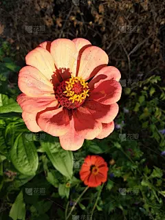 这朵花我不知道它的名字