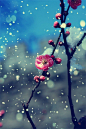期待一树的梅花早日盛开，撷一瓣高洁，携一朵素雅，望一眼雪飘，就这样淡淡抒写， 抒写着素简如许的温情与傲骨……