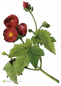 大师手绘经典鲜花插画