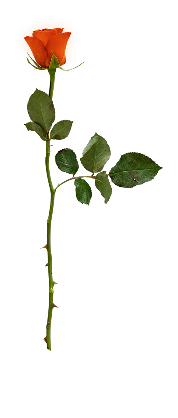 情人节玫瑰花藤蔓叶子玫瑰png素材