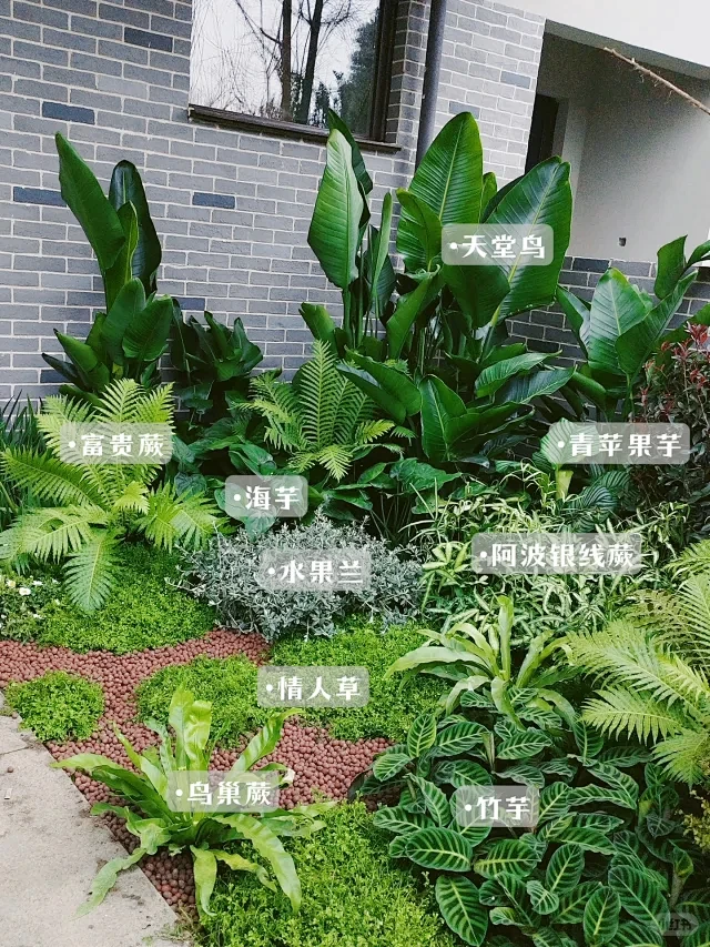 地产花境｜热带雨林风花境植物搭配 - 小红书