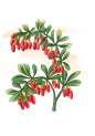 枸杞
