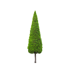 Material | PS | Plant | Bush灌木-花瓣网|陪你做生活的设计师 | 色。图片下载