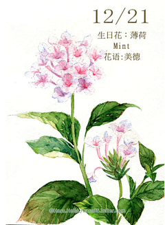 撒雪花的菇凉采集到生日花