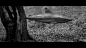 Halil Sezai / Garip : "Beautifully shot black and white music video featuring the drawling tones of Turkish singer Halil Sezai. Underwater creatures inhabit the forest in a surreal dreamland that makes us question who is really out of their element h