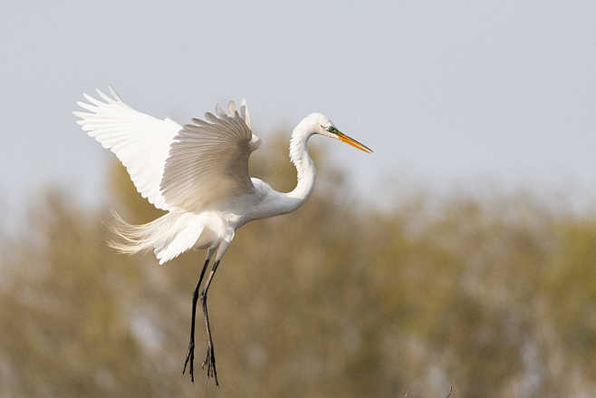 Great Egret