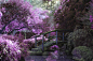 Free stock photo of nature, bridge, purple, dream