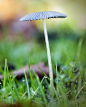 Photograph Parasol by Wim Bolsens on 500px