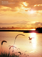 候鸟飞翔平静湖水夕阳山脉秋季海报平静湖水|湖水|秋季