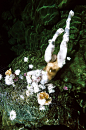 OVERGROWTH by photographer Parker Fitzgerald and floral designer Riley Messina