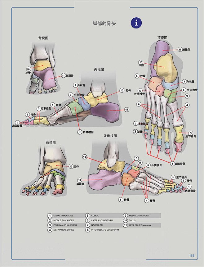 脚的关节名称图解图片
