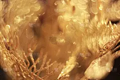 闪光的叶子。