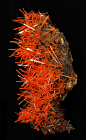 Crocoite - Australia