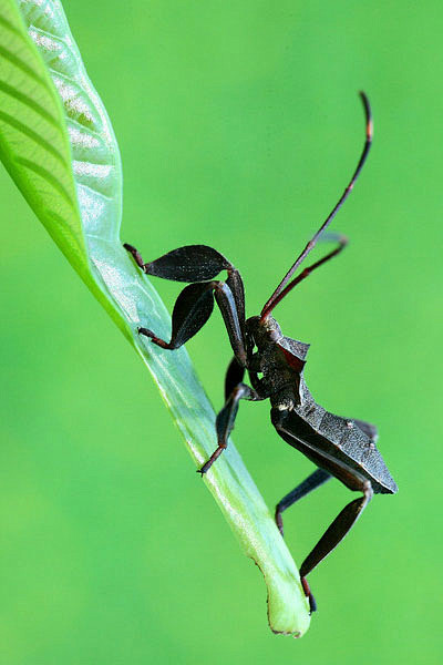 半翅目显角亚目缘蝽科缘蝽