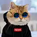 爱喝酒的馋猫
