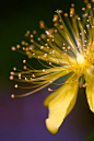 flowersgardenlove:

yellow Flowers Garden Love