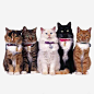 5只猫咪免抠png素材_新图网ixintu.com