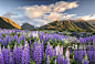 Lupines -Lupinus-, Craigieburn Range, Canterbury, South Island, New Zealand, Oceania - IMPORTANT Non-exclusive usage, retail calendar, Jan 1, 2016 - Dec. 31, 2016, territory Germany, Austria, Switzerland - - 创意图片 - 视觉中国