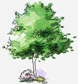 漫画手绘绿色园林植物高清素材 免抠 设计图片 页面网页 平面电商 创意素材 png素材