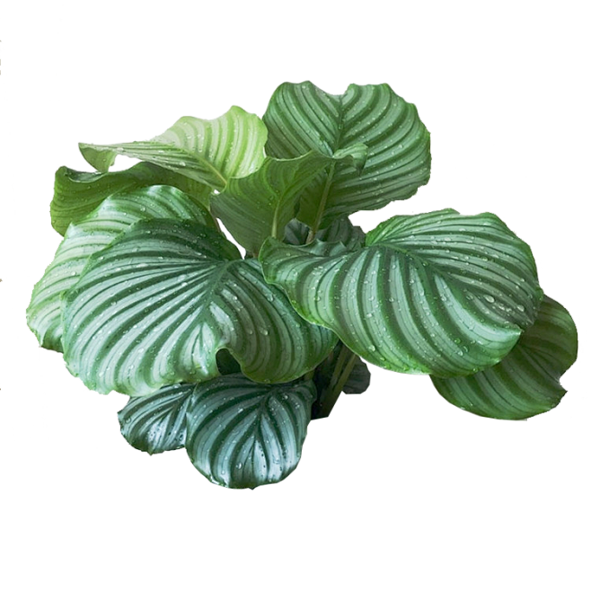 青苹果竹芋