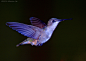 Ruby Throat female