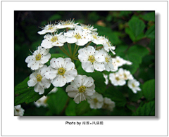 茉莉li采集到花草科