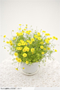 简单生活-黄色的菊花盆景