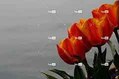 花 郁金香 Mac壁纸 花卉背景 笔记本电脑壁纸 美丽的壁纸