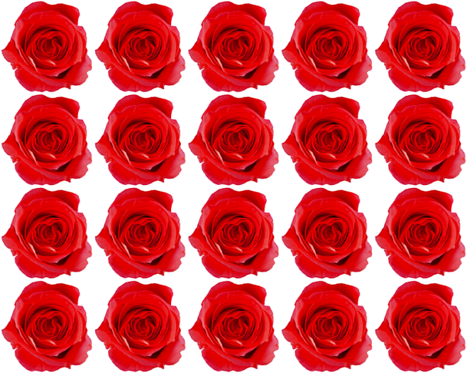 整齐排列的红玫瑰