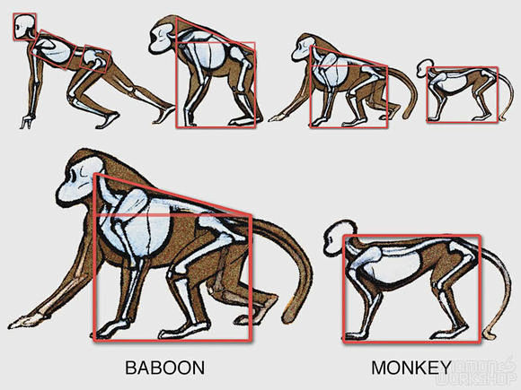 猴子的身体结构示意图图片