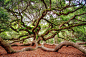 Angel Oak by Christopher L. Nelson on 500px