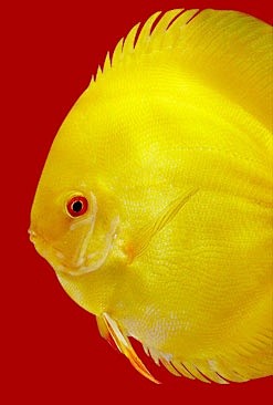 gold-discus-fish-i6....