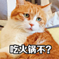 #著名网黄猫日# 黄猪猪吃火锅你吃火锅底料 ​​​​
