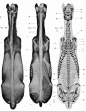 动物骨骼肌肉解剖图：狗，狮，马 1280PX[30P] (19).jpg