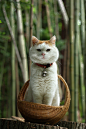篮子猫-猫叔的照片 - 微相册