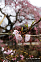 奈良樱花季2012【第十二篇】冰室神社的樱花，近铁奈良站, 品味日本自由行旅游攻略